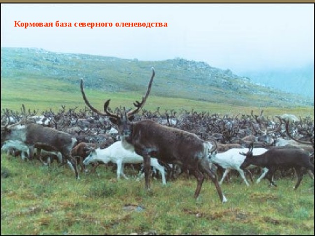 Кормовая база северного оленеводства  