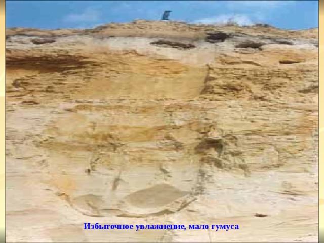 Избыточное увлажнение, мало гумуса 