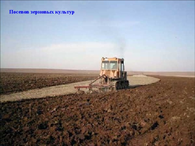 Посевов зерновых культур 19 