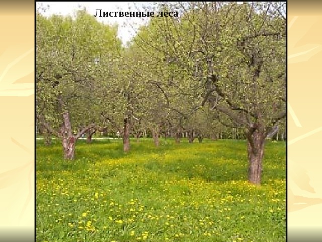 Лиственные леса 