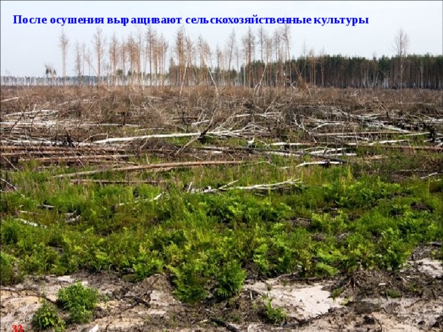 После осушения выращивают сельскохозяйственные культуры 33 