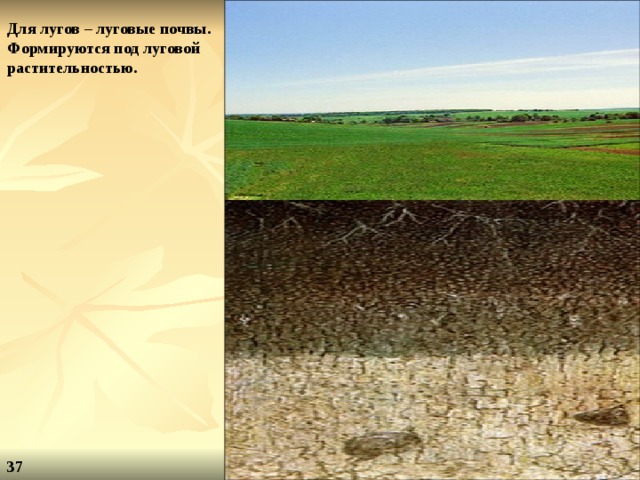 Для лугов – луговые почвы. Формируются под луговой растительностью. 37 