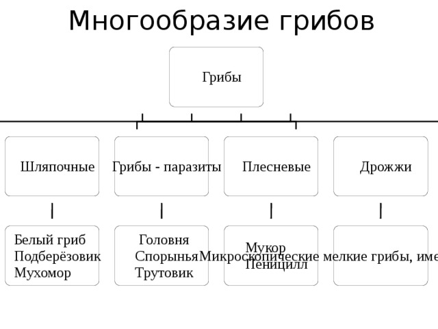 Схема многообразия грибов