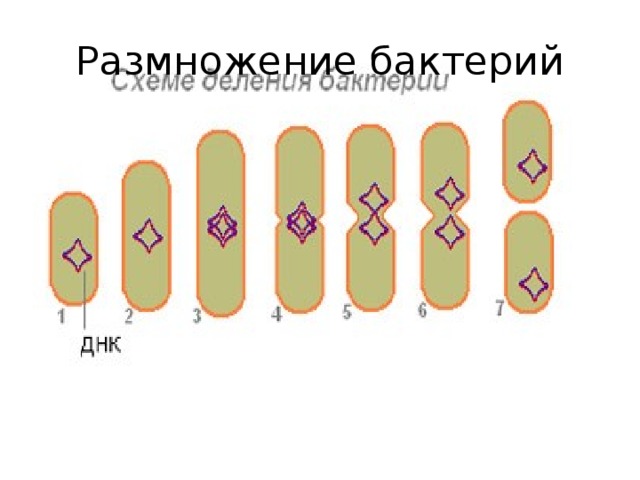 Размножение бактерий рисунок