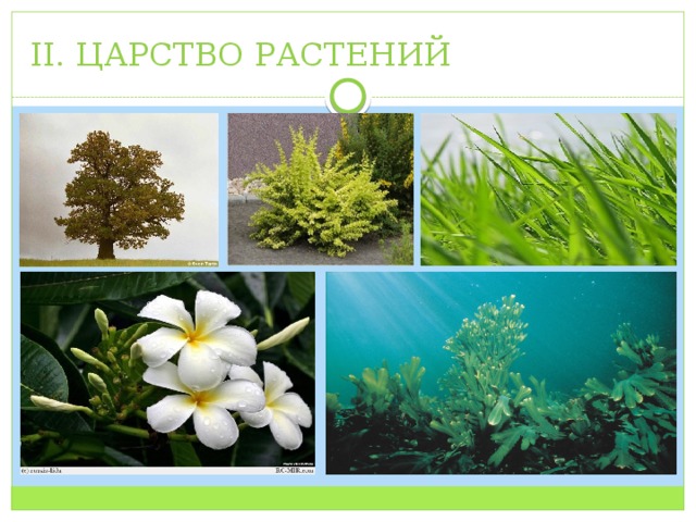 Фото царства растений