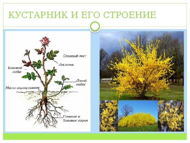 Строение дерева кустарника