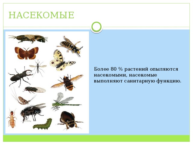 НАСЕКОМЫЕ Более 80 % растений опыляются насекомыми, насекомые выполняют санитарную функцию. 