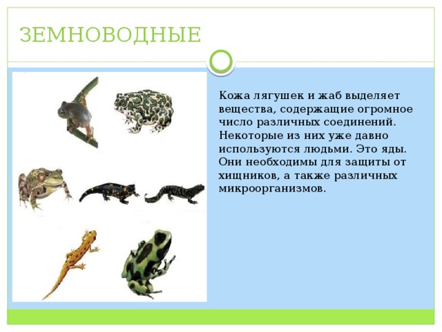 Похожие но разные. Сходство лягушки и Жабы. Сходство лягушки и Жабы 2 класс окружающий мир. Плотоядные земноводные примеры. Сходство лягушки и Жабы зеленые страницы.