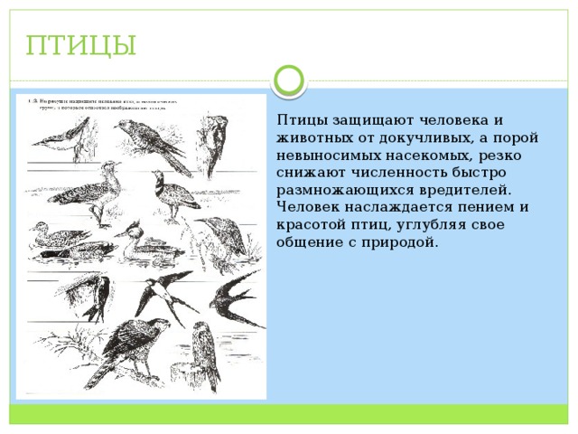 ПТИЦЫ Птицы защищают человека и животных от докучливых, а порой невыносимых насекомых, резко снижают численность быстро размножающихся вредителей. Человек наслаждается пением и красотой птиц, углубляя свое общение с природой. 