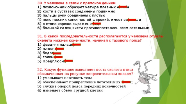 30. У человека в связи с прямохождением 1) позвоночник образует четыре плавных изгиба 2) кости в суставах соединены подвижно 3) пальцы руки соединены с пястью 4) пояс нижних конечностей широкий, имеет вид чаши 5) в стопе хорошо выражен свод 6) большой палец кисти противопоставлен всем остальным 31. В какой последовательности располагаются у человека отделы скелета нижней конечности, начиная с тазового пояса? 1) фаланги пальцев 2) плюсна 3) бедро 4) голень 5) Предплюсна 32. Какую функцию выполняет кость скелета птицы, обозначенная на рисунке вопросительным знаком? 1) уменьшает плотность тела 2) обеспечивает прикрепление летательных мышц 3) служит опорой пояса передних конечностей 4) изменяет объём грудной клетки 