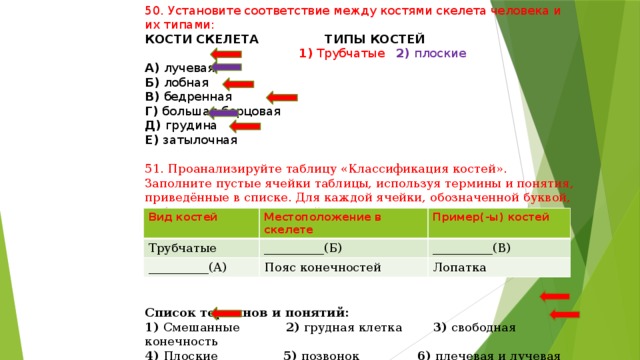 50. Установите соответствие между костями скелета человека и их типами: КОСТИ СКЕЛЕТА ТИПЫ КОСТЕЙ  1) Трубчатые 2) плоские А) лучевая Б) лобная В) бедренная Г) большая берцовая Д) грудина Е) затылочная 51. Проанализируйте таблицу «Классификация костей». Заполните пустые ячейки таблицы, используя термины и понятия, приведённые в списке. Для каждой ячейки, обозначенной буквой, выберите соответствующий термин или соответствующее понятие из предложенного списка. Список терминов и понятий: 1) Смешанные 2) грудная клетка 3) свободная конечность 4) Плоские 5) позвонок 6) плечевая и лучевая кости 7) Рёбро 8) затылочная кость и грудина Вид костей Трубчатые Местоположение в скелете __________(А) __________(Б) Пример(-ы) костей __________(В) Пояс конечностей Лопатка 