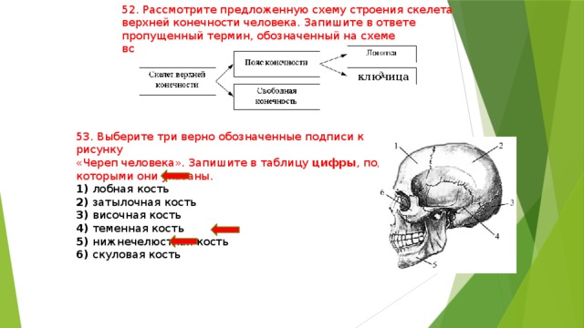 Выберите две верно обозначенные подписи к рисунку. Рассмотрите предложенную схему скелета верхней конечности. Рассмотрите предложенную схему строения скелета верхней конечности. Рассмотри предложенную схему скелета конечностей. Рассмотрите предложенную схему классификации костей черепа.