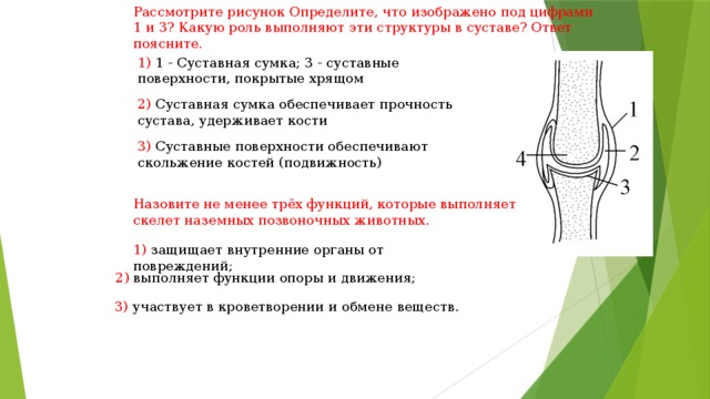 Рассмотрите рисунок Определите, что изображено под цифрами 1 и 3? Какую роль выполняют эти структуры в суставе? Ответ поясните. 1) 1 - Суставная сумка; 3 - суставные поверхности, покрытые хрящом 2) Суставная сумка обеспечивает прочность сустава, удерживает кости 3) Суставные поверхности обеспечивают скольжение костей (подвижность) Назовите не менее трёх функций, которые выполняет скелет наземных позвоночных животных. 1) защищает внутренние органы от повреждений; 2) выполняет функции опоры и движения; 3) участвует в кроветворении и обмене веществ. 