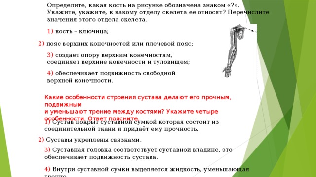 Определите, какая кость на рисунке обозначена знаком «?». Укажите, укажите, к какому отделу скелета ее относят? Перечислите значения этого отдела скелета. 1) кость – ключица; 2) пояс верхних конечностей или плечевой пояс; 3) создает опору верхним конечностям, соединяет верхние конечности и туловищем; 4) обеспечивает подвижность свободной верхней конечности. Какие особенности строения сустава делают его прочным, подвижным и уменьшают трение между костями? Укажите четыре особенности. Ответ поясните. 1) Сустав покрыт суставной сумкой которая состоит из соединительной ткани и придаёт ему прочность. 2) Суставы укреплены связками. 3) Суставная головка соответствует суставной впадине, это обеспечивает подвижность сустава. 4) Внутри суставной сумки выделяется жидкость, уменьшающая трение. 