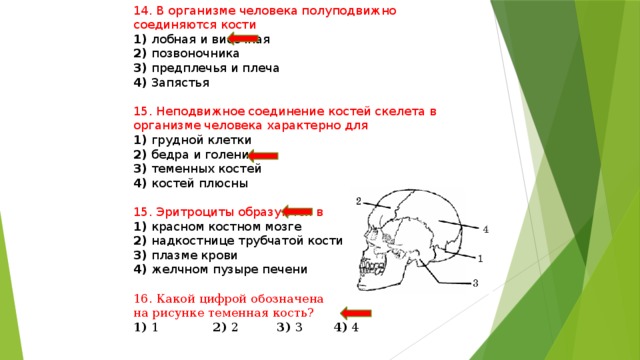 14. В организме человека полуподвижно соединяются кости 1) лобная и височная 2) позвоночника 3) предплечья и плеча 4) Запястья 15. Неподвижное соединение костей скелета в организме человека характерно для 1) грудной клетки 2) бедра и голени 3) теменных костей 4) костей плюсны 15. Эритроциты образуются в 1) красном костном мозге 2) надкостнице трубчатой кости 3) плазме крови 4) желчном пузыре печени 16. Какой цифрой обозначена на рисунке теменная кость? 1) 1 2) 2 3) 3 4) 4 