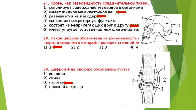 27. Кровь, как разновидность соединительной ткани, 1) регулирует содержание углеводов в организме 2) имеет жидкое межклеточное вещество 3) развивается из мезодермы 4) выполняет секреторную функцию 5) состоит из неприлегающих друг к другу клеток 6) имеет упругое, эластичное межклеточное вещество 28. Какой цифрой обозначена на рисунке кость человека,  через отверстие в которой проходит спинной мозг? 1 2) 2 3) 3 4) 4 29. Цифрой 4 на рисунке обозначена суставная 1) впадина 2) сумка 3) головка 4) прослойка хряща 