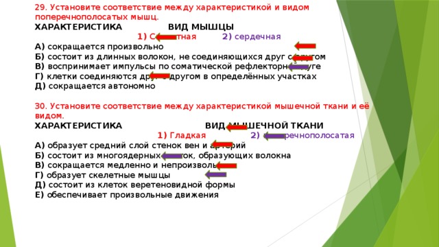 29. Установите соответствие между характеристикой и видом поперечнополосатых мышц. ХАРАКТЕРИСТИКА ВИД МЫШЦЫ  1) Скелетная 2) сердечная А) сокращается произвольно Б) состоит из длинных волокон, не соединяющихся друг с другом В) воспринимает импульсы по соматической рефлекторной дуге Г) клетки соединяются друг с другом в определённых участках Д) сокращается автономно 30. Установите соответствие между характеристикой мышечной ткани и её видом. ХАРАКТЕРИСТИКА ВИД МЫШЕЧНОЙ ТКАНИ  1) Гладкая 2) поперечнополосатая А) образует средний слой стенок вен и артерий Б) состоит из многоядерных клеток, образующих волокна В) сокращается медленно и непроизвольно Г) образует скелетные мышцы Д) состоит из клеток веретеновидной формы Е) обеспечивает произвольные движения 