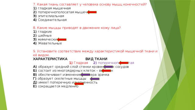 7. Какая ткань составляет у человека основу мышц конечностей? 1) гладкая мышечная 2) поперечнополосатая мышечная 3) эпителиальная 4) Соединительная 8. Какие мышцы приводят в движение кожу лица? 1) гладкие 2) шейные 3) мимические 4) Жевательные 9. Установите соответствие между характеристикой мышечной ткани и её видом. ХАРАКТЕРИСТИКА ВИД ТКАНИ  1) Гладкая 2) поперечнополосатая А) образует средний слой стенки кровеносных сосудов Б) состоит из многоядерных клеток – волокон В) обеспечивает изменение размера зрачка Г) образует скелетные мышцы Д) имеет поперечную исчерченность Е) сокращается медленно 