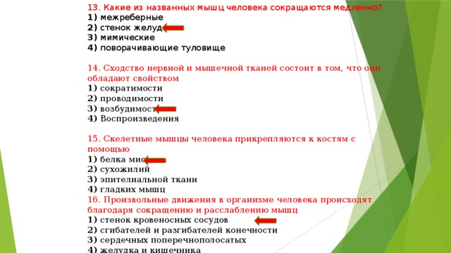 13. Какие из названных мышц человека сокращаются медленно? 1) межреберные 2) стенок желудка 3) мимические 4) поворачивающие туловище 14. Сходство нервной и мышечной тканей состоит в том, что они обладают свойством 1) сократимости 2) проводимости 3) возбудимости 4) Воспроизведения 15. Скелетные мышцы человека прикрепляются к костям с помощью 1) белка миозина 2) сухожилий 3) эпителиальной ткани 4) гладких мышц 16. Произвольные движения в организме человека происходят благодаря сокращению и расслаблению мышц 1) стенок кровеносных сосудов 2) сгибателей и разгибателей конечности 3) сердечных поперечнополосатых 4) желудка и кишечника 