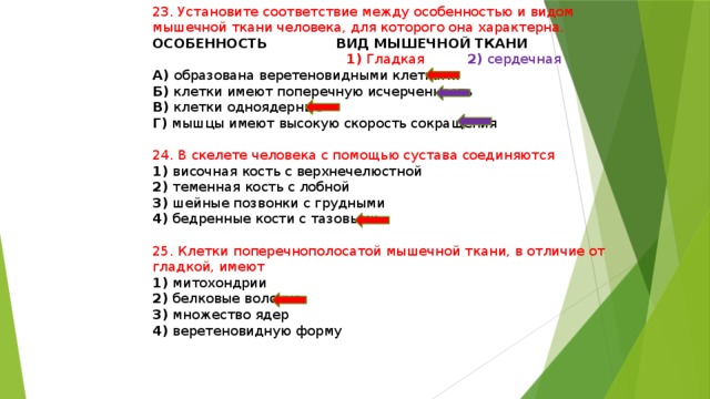 23. Установите соответствие между особенностью и видом мышечной ткани человека, для которого она характерна. ОСОБЕННОСТЬ ВИД МЫШЕЧНОЙ ТКАНИ  1) Гладкая 2) сердечная А) образована веретеновидными клетками Б) клетки имеют поперечную исчерченность В) клетки одноядерные Г) мышцы имеют высокую скорость сокращения 24. В скелете человека с помощью сустава соединяются 1) височная кость с верхнечелюстной 2) теменная кость с лобной 3) шейные позвонки с грудными 4) бедренные кости с тазовыми 25. Клетки поперечнополосатой мышечной ткани, в отличие от гладкой, имеют 1) митохондрии 2) белковые волокна 3) множество ядер 4) веретеновидную форму 