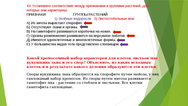 43. Установите соответствие между признаками и группами растений, для которых они характерны: ПРИЗНАКИ ГРУППЫ РАСТЕНИЙ   1) Зелёные водоросли 2) Листостебельные мхи А) Из зиготы вырастает спорофит. Б) Отсутствуют ткани и органы. В) На гаметофите развивается коробочка на ножке. Г) Органы размножения развиваются на верхушках побегов. Д) Имеются одноклеточные и многоклеточные формы. Е) У большинства видов тело представлено слоевищем. Какой хромосомный набор характерен для клеток листьев мха кукушкина льна и его спор? Объясните, из каких исходных клеток и в результате какого деления образуются эти клетки. Споры кукушкина льна образуются на спорофите путем мейоза, у них гаплоидный набор хромосом. Из споры путем митоза развивается гаметофит мха – растение со стеблем и листьями. Все клетки гаметофита гаплоидные. 