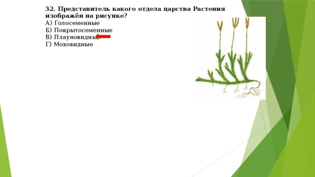 32. Представитель какого отдела царства Растения изображён на рисунке? А) Голосеменные  Б) Покрытосеменные  В) Плауновидные  Г) Моховидные 