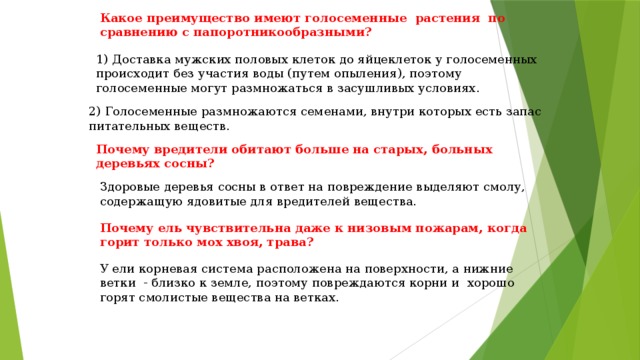 Какое преимущество имеют голосеменные  растения  по сравнению с папоротникообразными? 1) Доставка мужских половых клеток до яйцеклеток у голосеменных происходит без участия воды (путем опыления), поэтому голосеменные могут размножаться в засушливых условиях. 2) Голосеменные размножаются семенами, внутри которых есть запас питательных веществ. Почему вредители обитают больше на старых, больных деревьях сосны? Здоровые деревья сосны в ответ на повреждение выделяют смолу, содержащую ядовитые для вредителей вещества. Почему ель чувствительна даже к низовым пожарам, когда горит только мох хвоя, трава? У ели корневая система расположена на поверхности, а нижние ветки  - близко к земле, поэтому повреждаются корни и  хорошо горят смолистые вещества на ветках. 