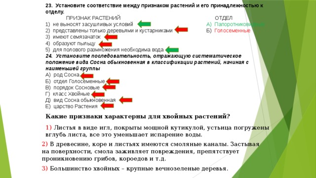 23. Установите соответствие между признаком растений и его принадлежностью к отделу.  ПРИЗНАК РАСТЕНИЙ ОТДЕЛ 1) не выносят засушливых условий А) Папоротниковидные 2) представлены только деревьями и кустарниками Б) Голосеменные 3) имеют семязачаток 4) образуют пыльцу 5) для полового размножения необходима вода 24. Установите последовательность, отражающую систематическое положение вида Сосна обыкновенная в классификации растений, начиная с наименьшей группы А) род Сосна Б) отдел Голосеменные В) порядок Сосновые Г) класс Хвойные Д) вид Сосна обыкновенная Е) царство Растения Какие признаки характерны для хвойных растений? 1) Листья в виде игл, покрыты мощной кутикулой, устьица погружены вглубь листа, все это уменьшает испарение воды.  2) В древесине, коре и листьях имеются смоляные каналы. Застывая на поверхности, смола заживляет повреждения, препятствует проникновению грибов, короедов и т.д. 3) Большинство хвойных – крупные вечнозеленые деревья. 