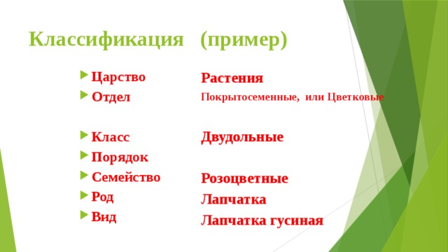 Классификация (пример) Царство Отдел Растения  Покрытосеменные, или Цветковые Класс Порядок Семейство Род Вид   Двудольные  Розоцветные Лапчатка Лапчатка гусиная 