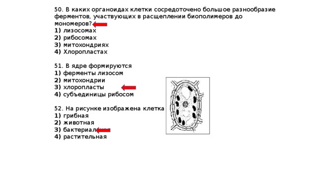 Установите соответствие между характеристиками и органоидами клетки обозначенными цифрами на схеме