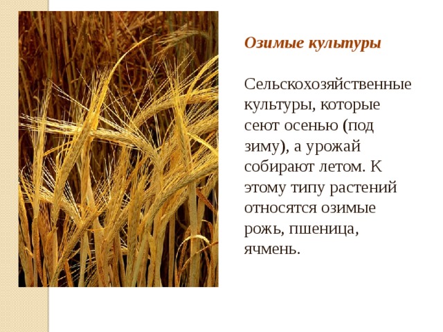 Озимые культуры Сельскохозяйственные культуры, которые сеют осенью (под зиму), а урожай собирают летом. К этому типу растений относятся озимые рожь, пшеница, ячмень. 
