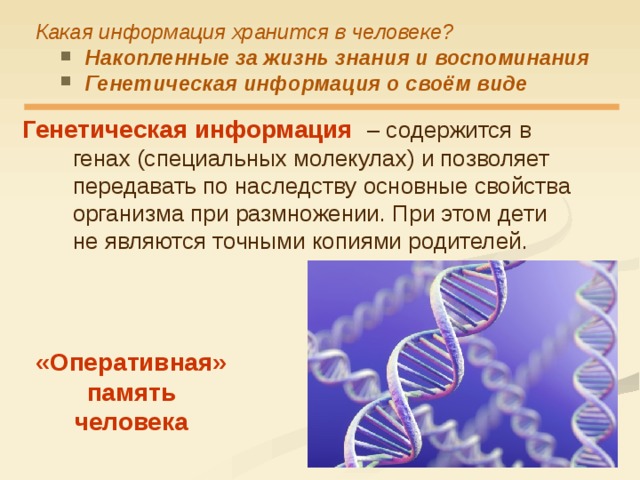 Какие клетки содержат наследственную информацию