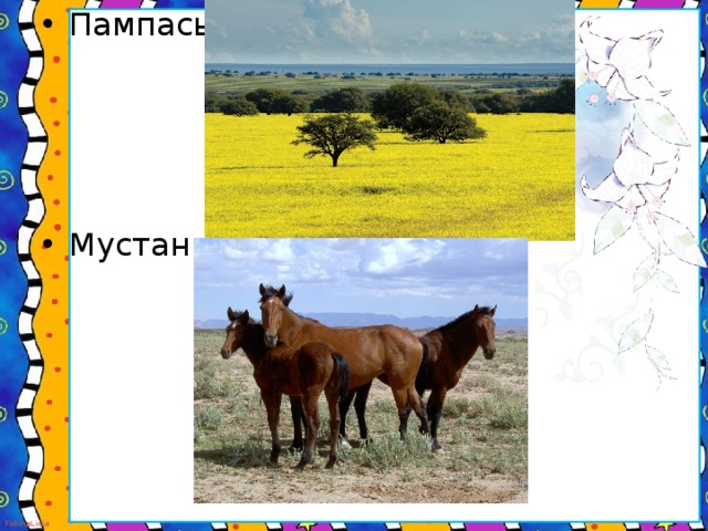 Пампасы- Мустанг-