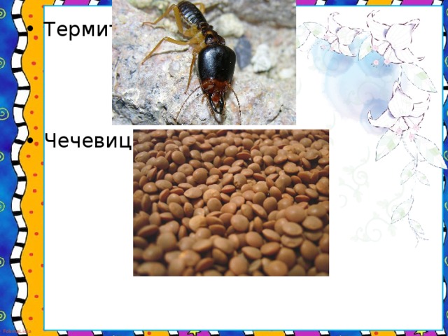 Термит- Чечевица-