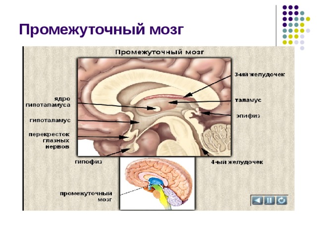 Желудочки мозга строение. Строение промежуточного мозга и 3 желудочка. Стенки 3 желудочка мозга.