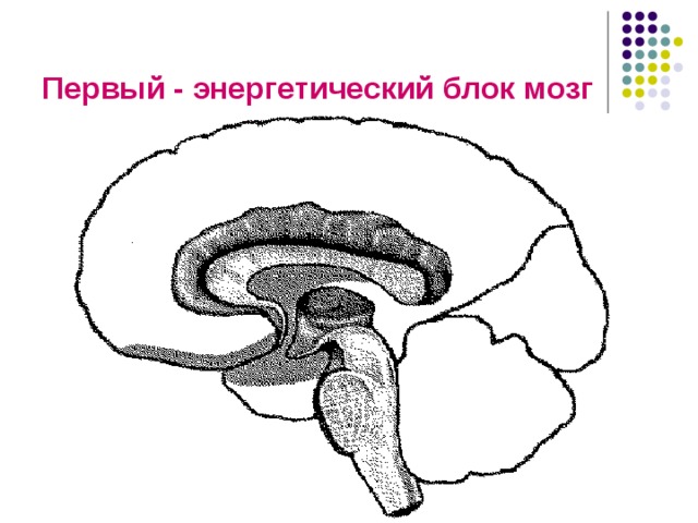 Блоки мозга по лурия с картинками