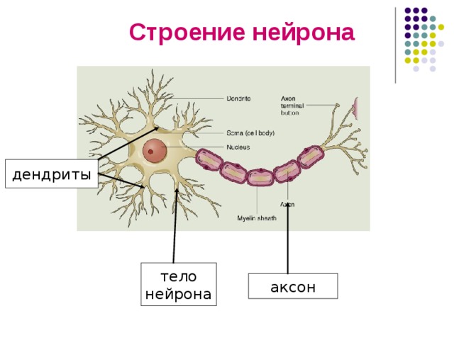 Биология 8 класс строение нейрона рисунок