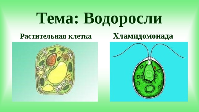 Хламидомонады представлены. Клетка водоросли. Пиреноид у хламидомонады это.