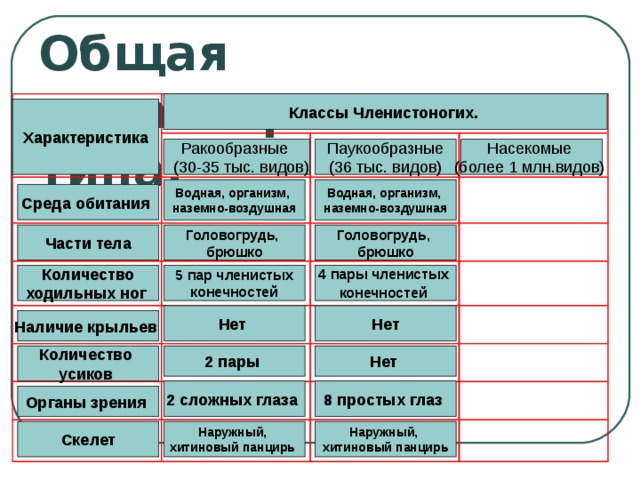 Общая характеристика членистоногих