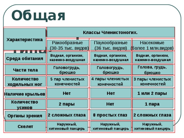 План характеристики насекомых