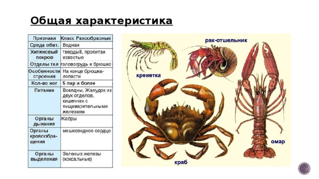 Общая характеристика 