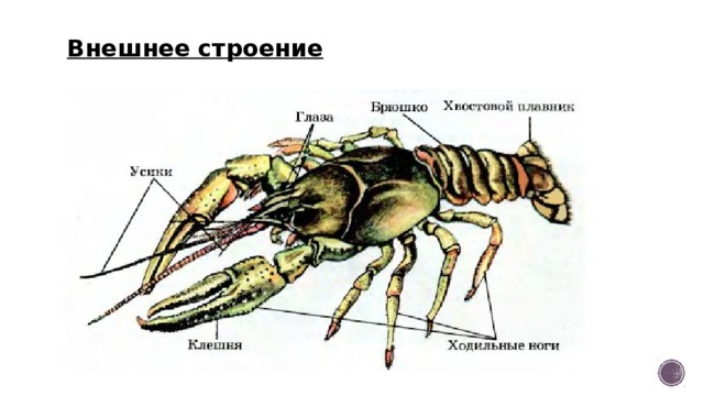 Внешнее строение 