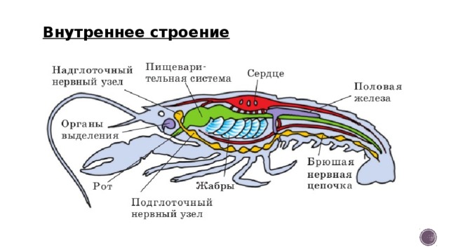 Внутреннее строение 