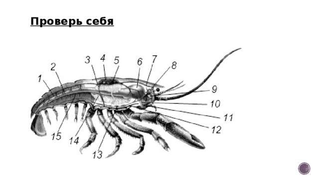 Внутреннее строение речного рака рисунок с подписями