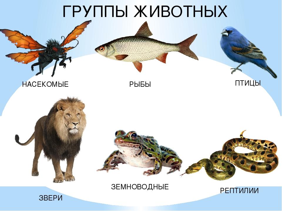 Птицы рыбы предложение. Группы животных. Три группы животных. Группы животных окружающий мир. Группы живого.