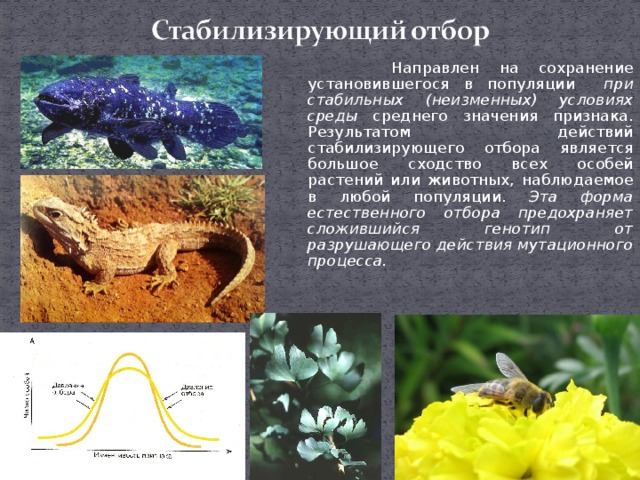 Особей растений