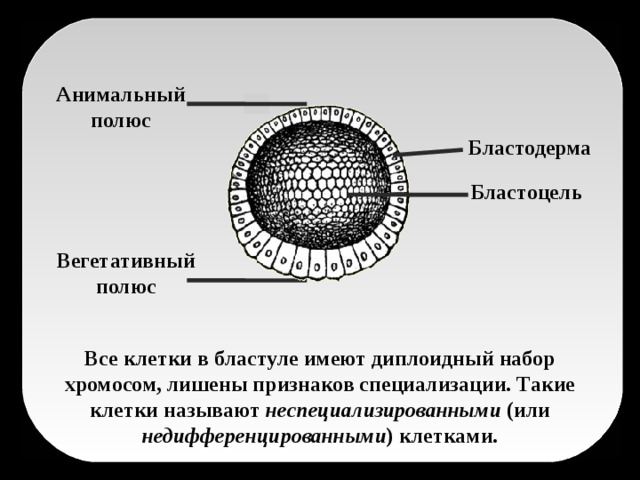 Анимальный полюс Бластодерма Бластоцель Вегетативный полюс Все клетки в бластуле имеют диплоидный набор хромосом, лишены признаков специализации. Такие клетки называют неспециализированными (или недифференцированными ) клетками. 