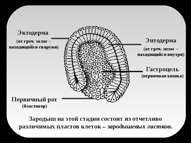 Эктодерма Энтодерма (от греч. эктос – находящийся снаружи) (от греч. энтос – находящийся внутри) Гастроцель (первичная кишка) Первичный рот (бластопор) Зародыш на этой стадии состоит из отчетливо различимых пластов клеток – зародышевых листков . 