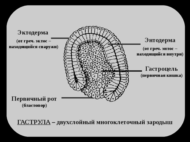 Эктодерма Энтодерма (от греч. эктос – находящийся снаружи) (от греч. энтос – находящийся внутри) Гастроцель (первичная кишка) Первичный рот (бластопор) ГАСТРУЛА  – двухслойный многоклеточный зародыш 