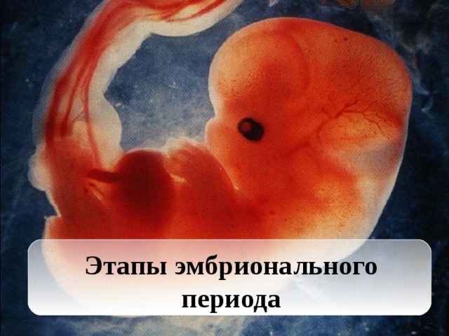 Этапы эмбрионального периода 